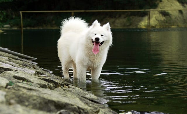 samoyedo