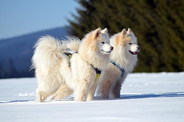 samoyedos
