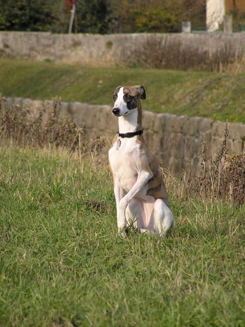 whippet