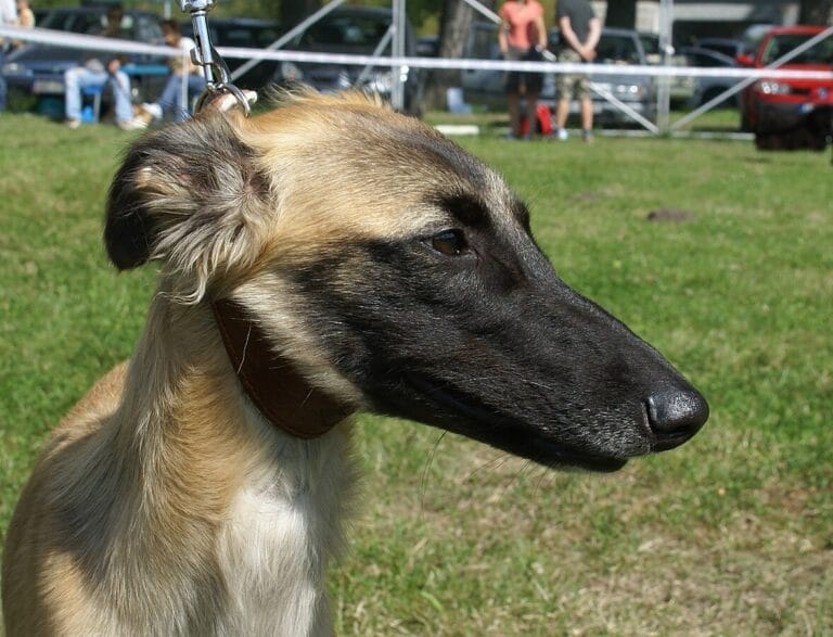 whippet