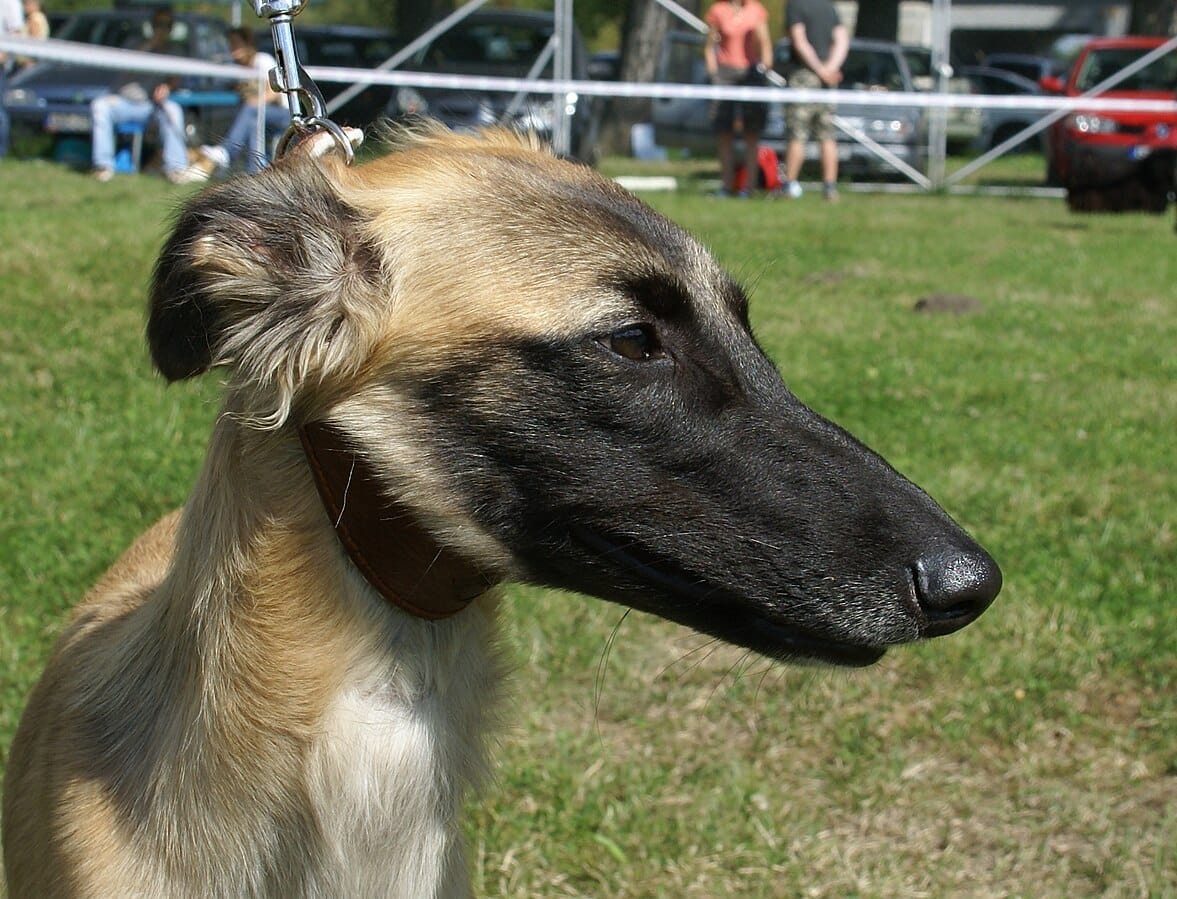 whippet