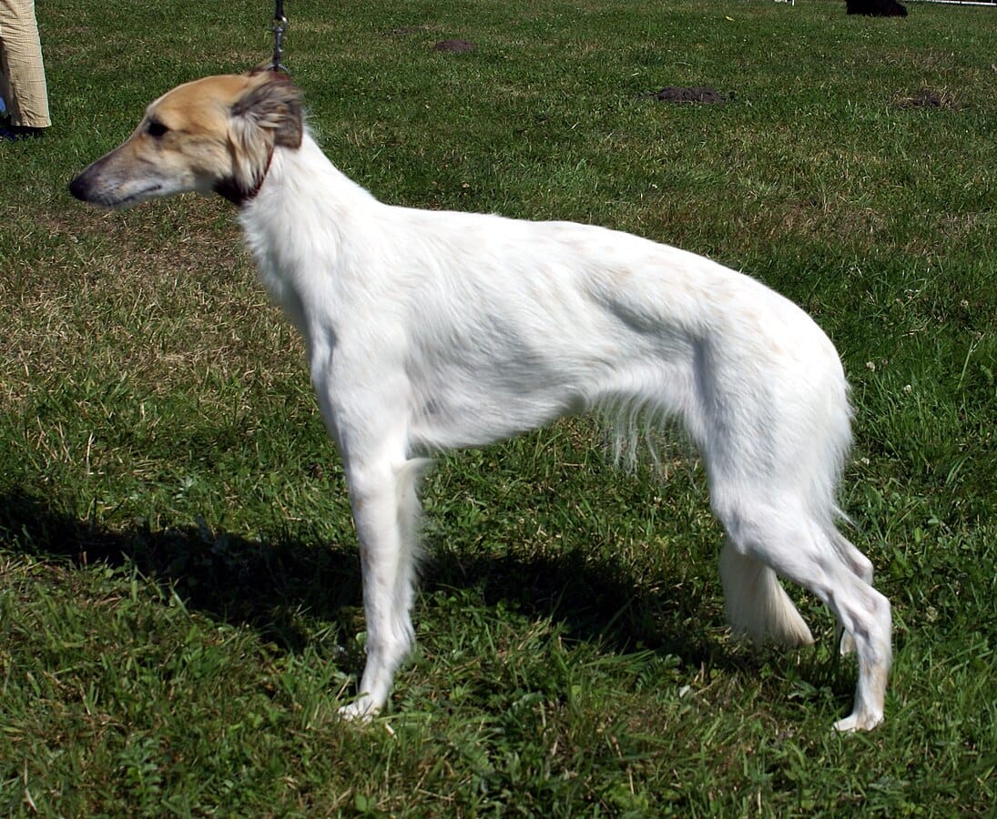 whippet