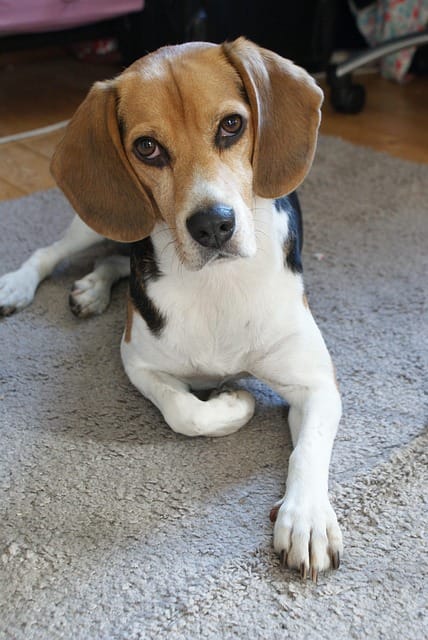 beagle