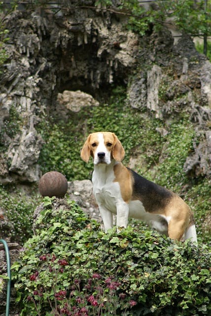 perro beagle