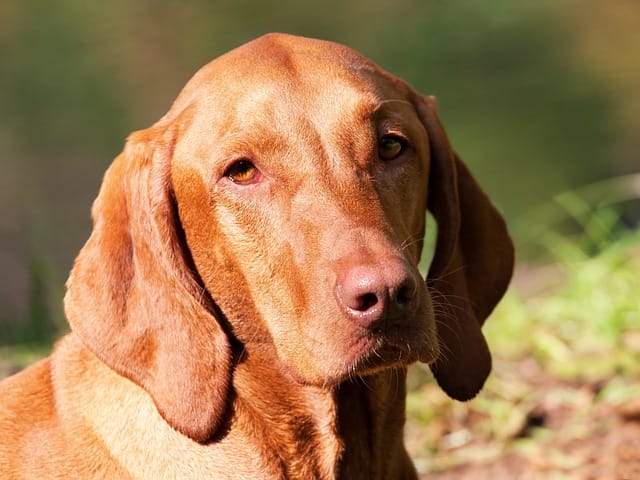 vizsla