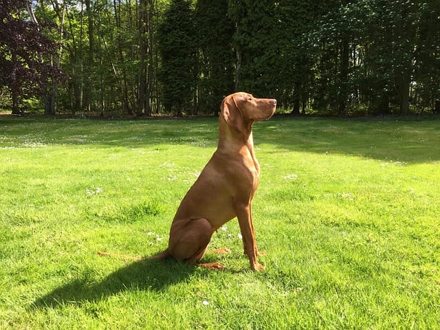 vizsla sentado