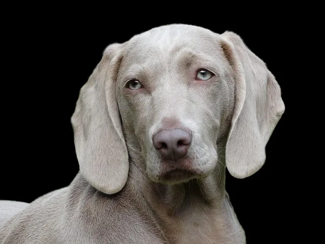 perro wimaraner
