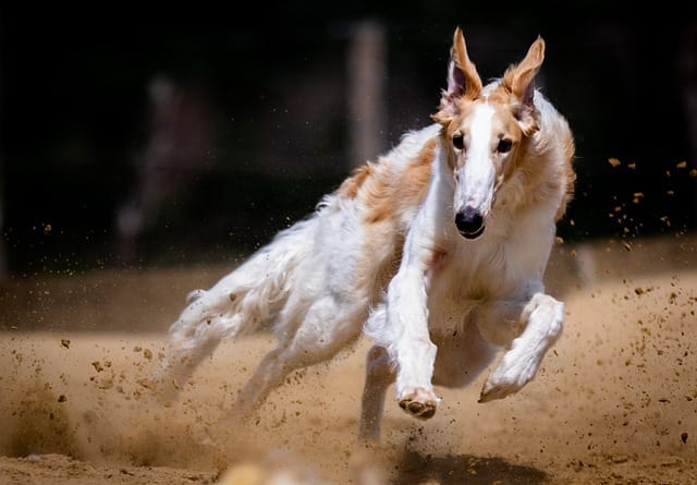 galgo corriendo