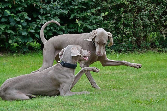 dos Weimaraner
