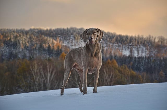 Weimaraner