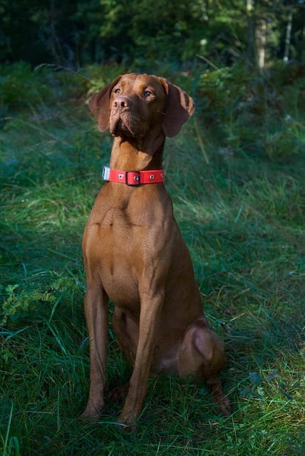 perro vizsla