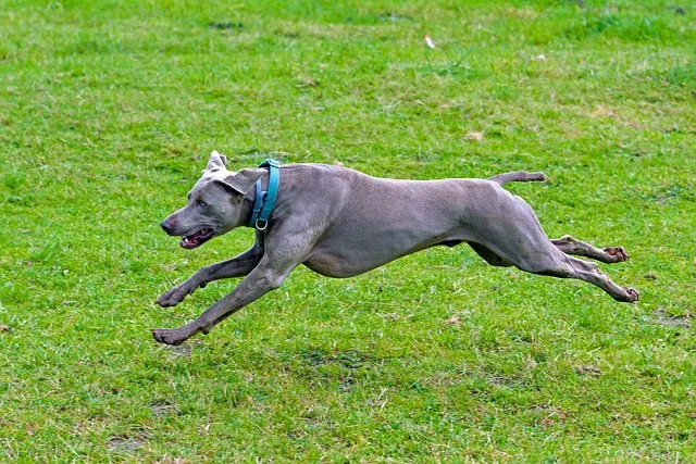Weimaraner corriendo