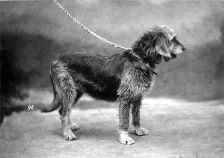 Otterhound