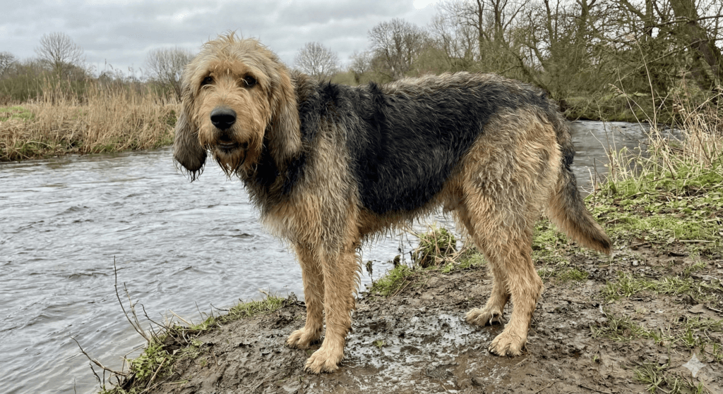 otterhound
