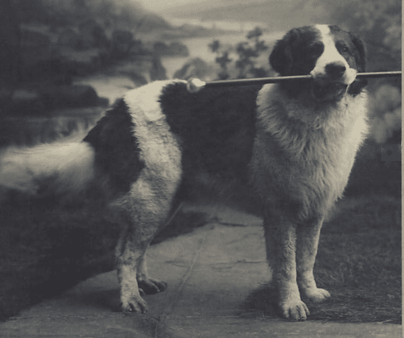 Landseer