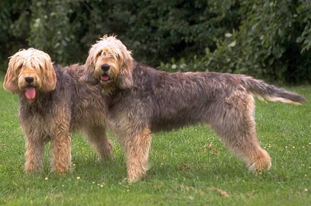 pareja de otterhound