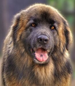 leonberger