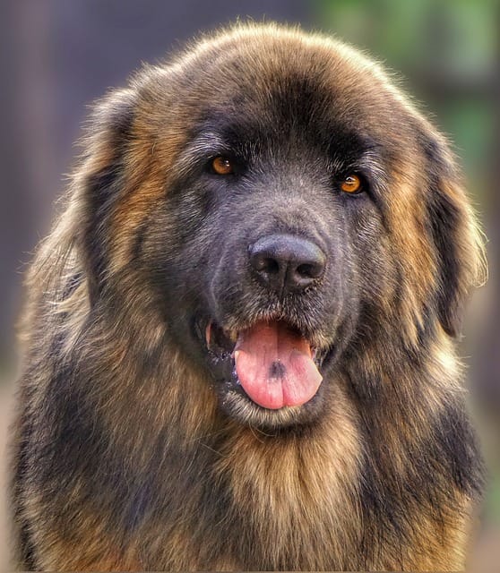 leonberger