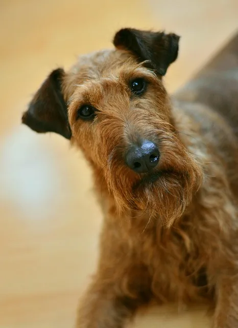 terrier irlandés