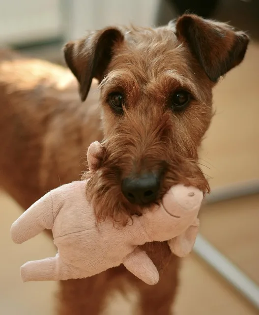 terrier
