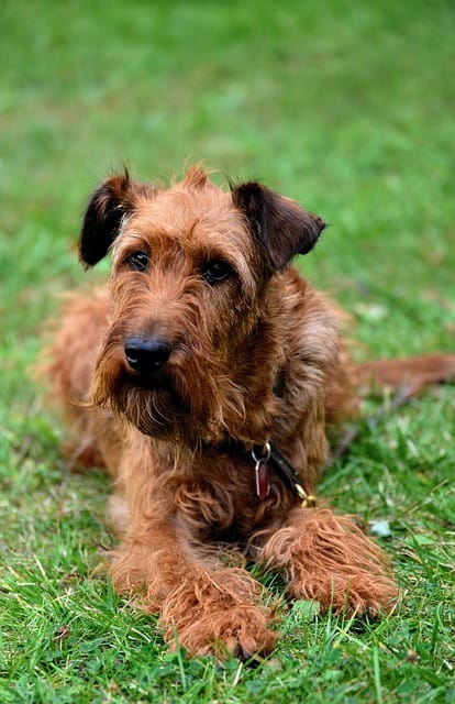 terrier irlandés