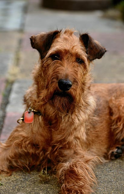 terrier irlandés