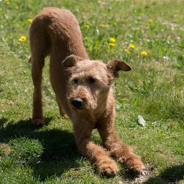 terrier irlandés