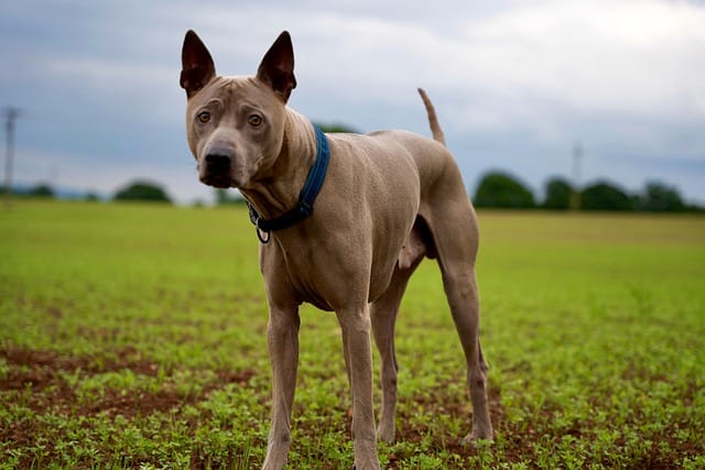 thai ridgeback