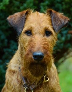 terrier irlandés