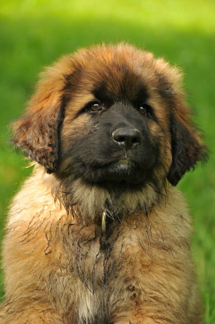 leonberger
