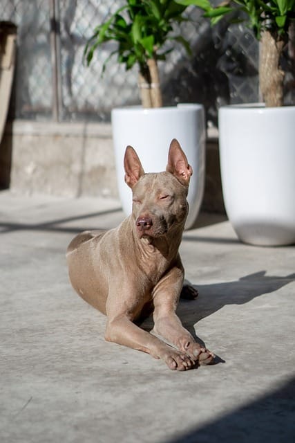 thai ridgeback