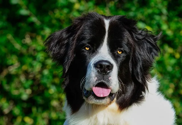 perro landseer
