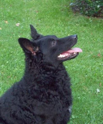 perro mudi