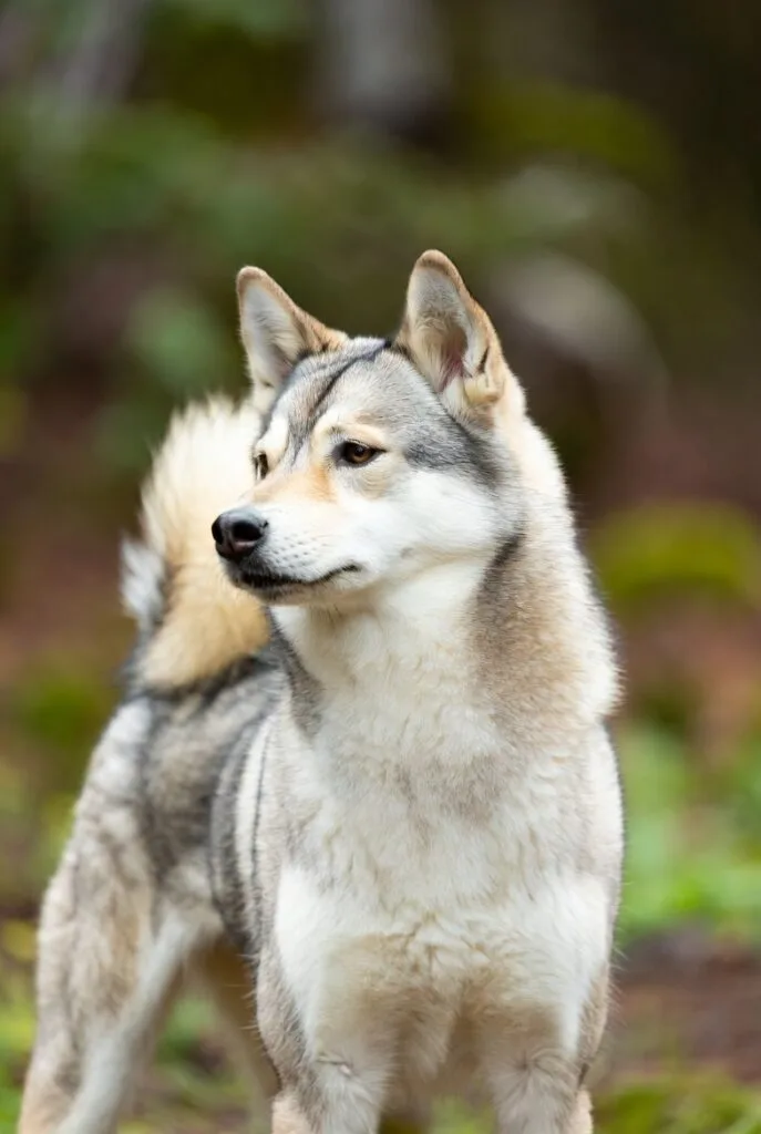 khisu ken