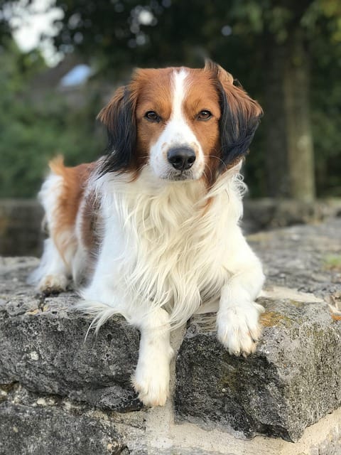 perro Kooikerhondje