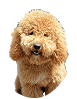 Goldendoodle