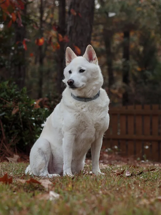 perro kishu ken