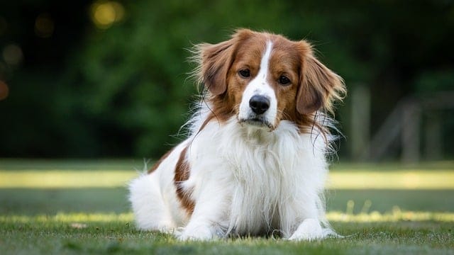 Kooikerhondje