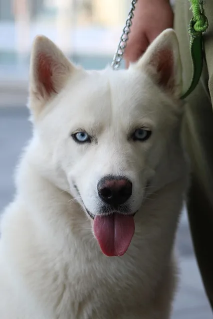 perro kishu ken