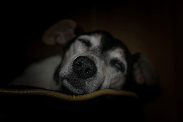 perros ancianos