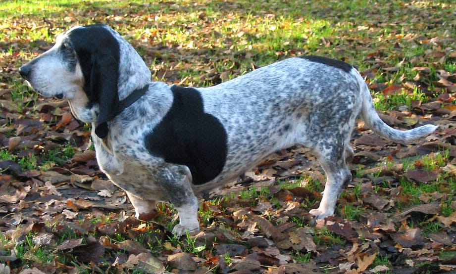 basset azul