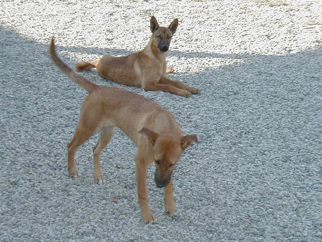 pareja de carolina dog