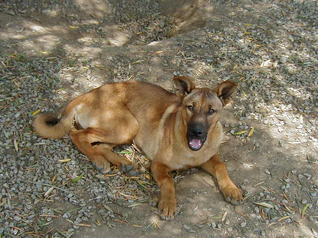 carolina dog