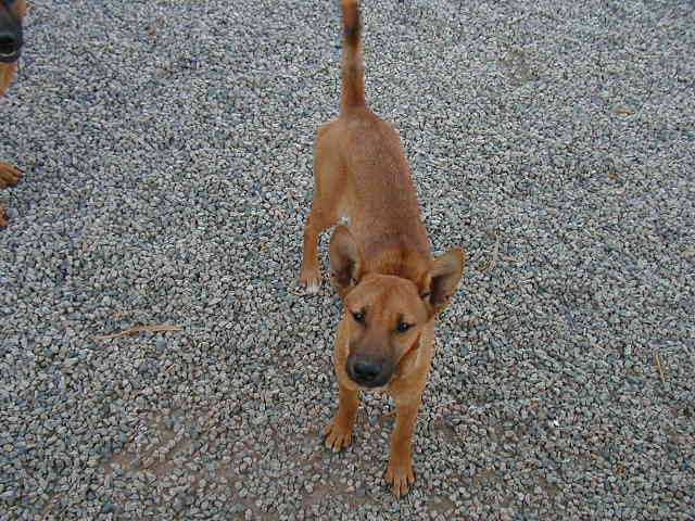 carolina dog