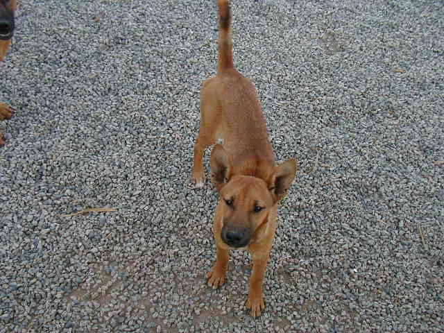 carolina dog