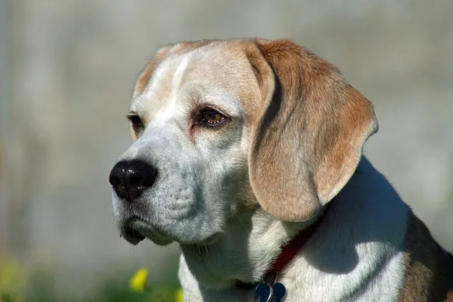 perros ancianos