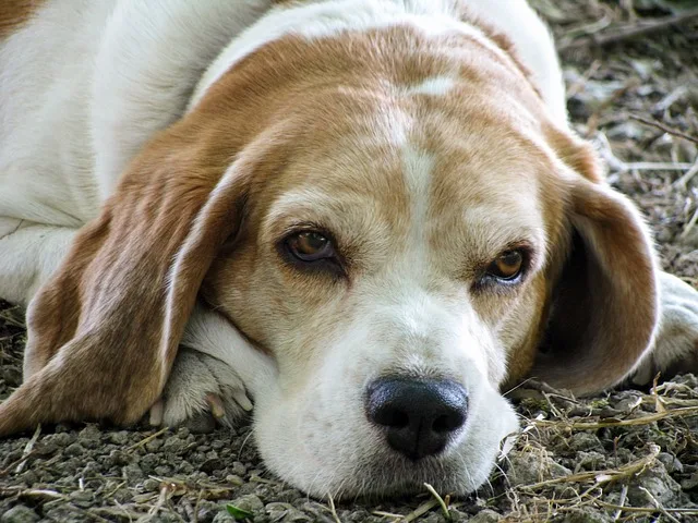 perros ancianos
