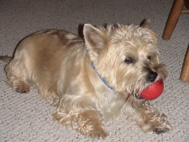 cairn terrier