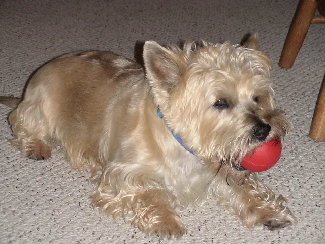 cairn terrier