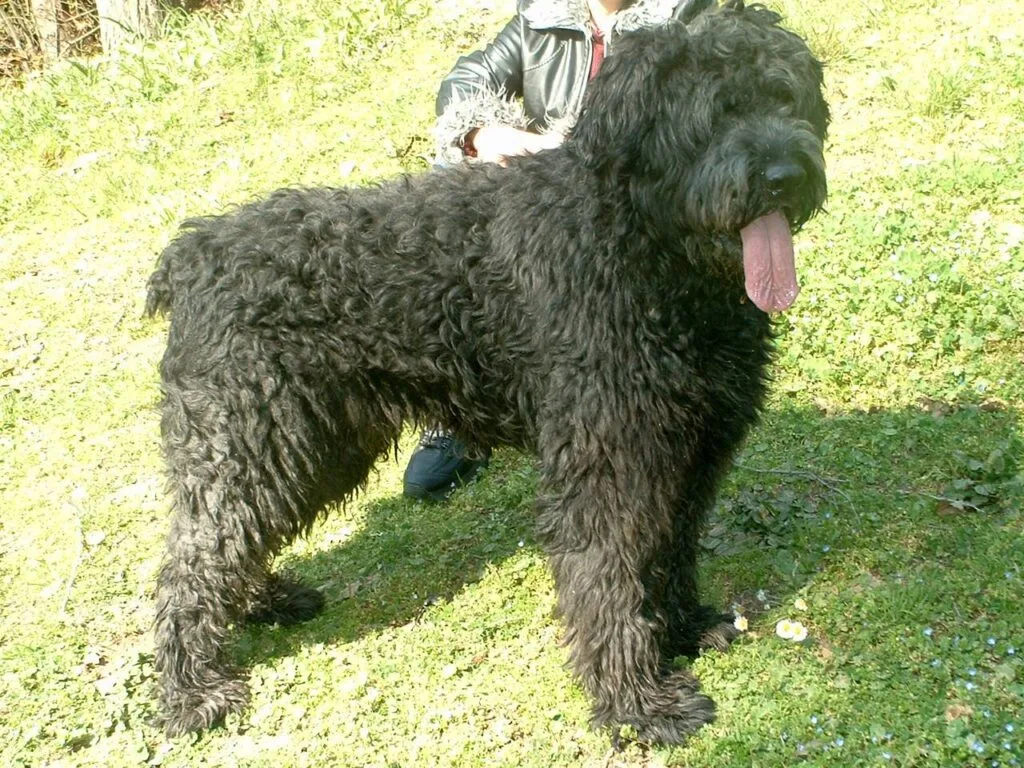 boyero flandes